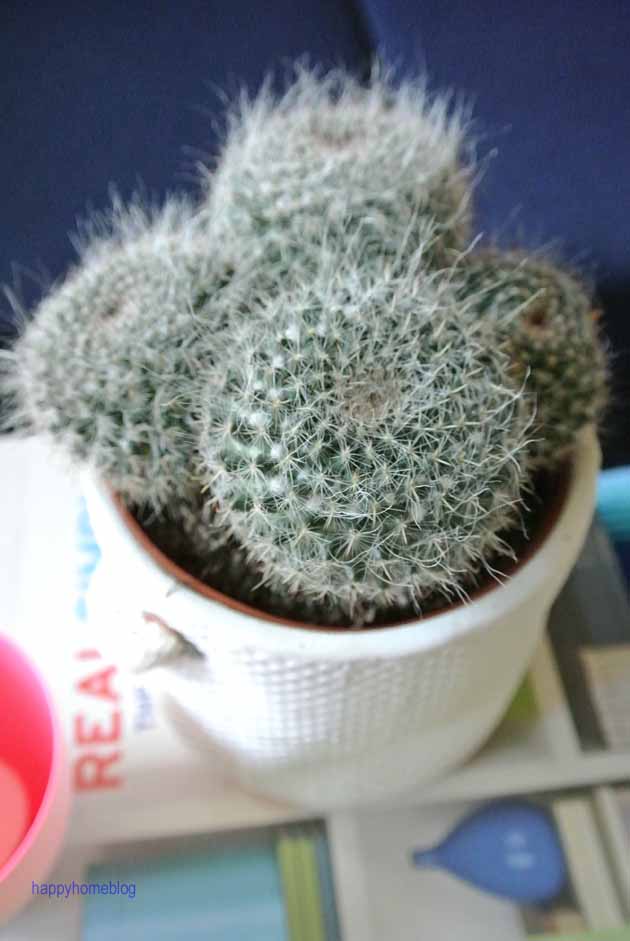 Mein kleiner grüner Kaktus happyhomeblog